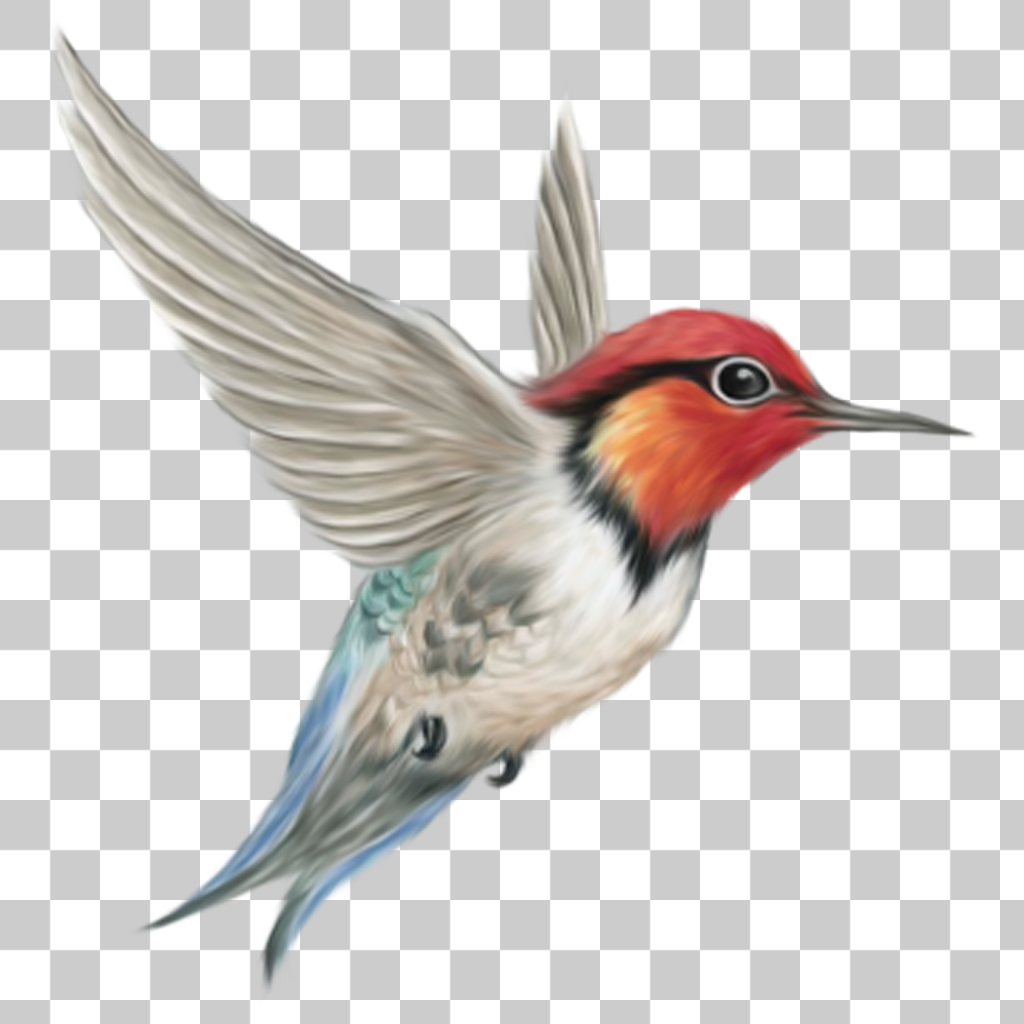 Colibri