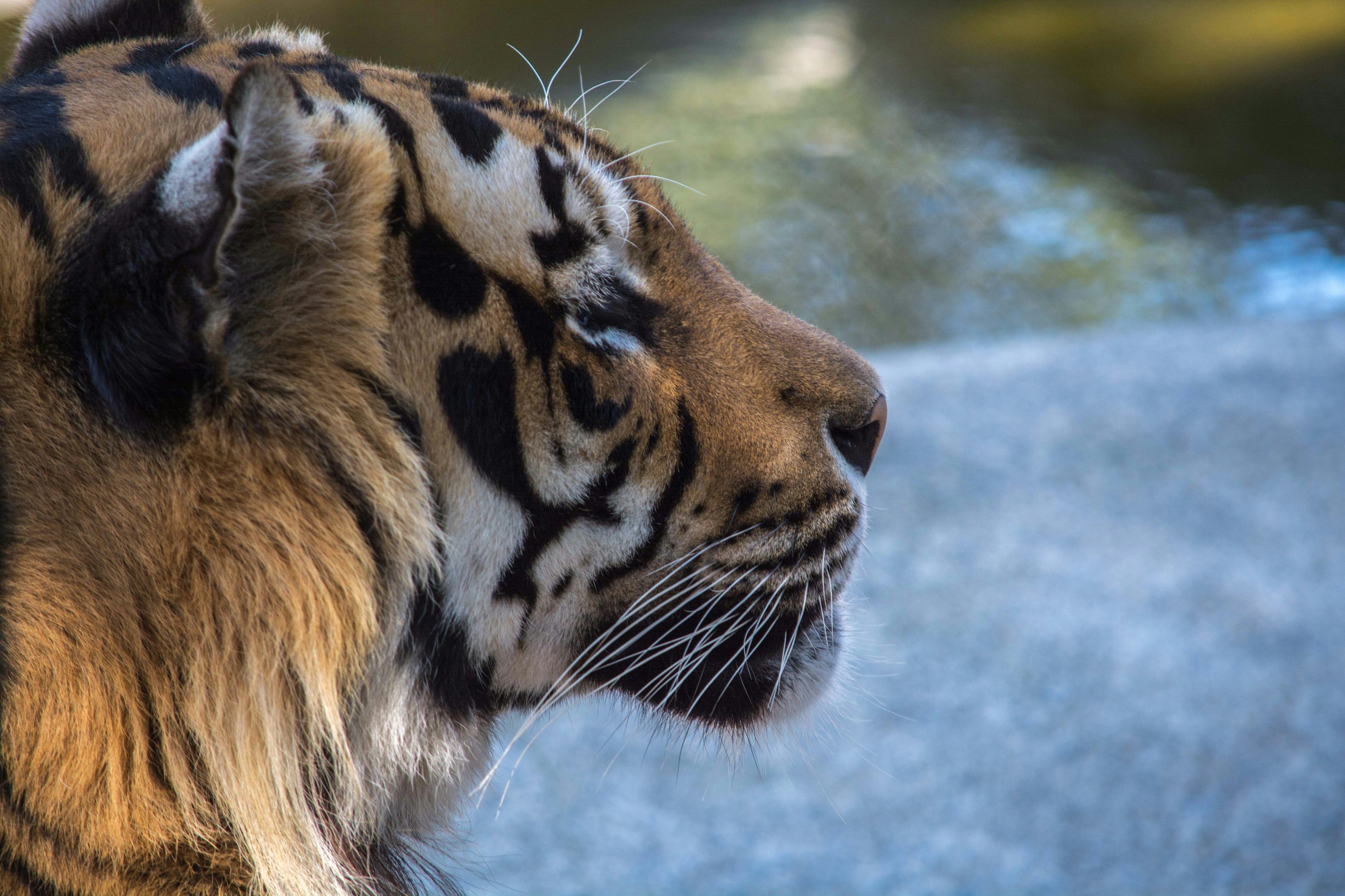 Leopardo